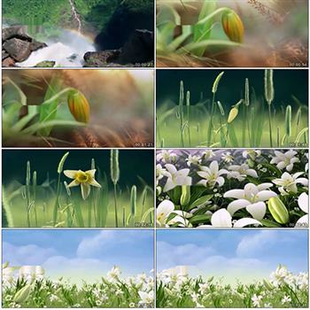 诗歌朗诵百合花开清新阳光草丛春天绿色生机led背景视频素材