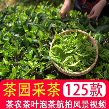 茶园采茶倒茶喝茶艺文化茶农茶叶泡茶实拍航拍风景宣传短视频素材