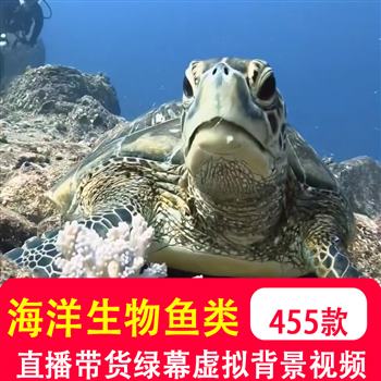 海洋生物鱼类动物海底世界风光国外治愈系直播竖屏短视频剪辑素材