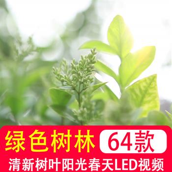 唯美清新树叶树林阳光空镜头环保春天夏天绿色叶 mp4动态视频素材