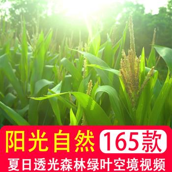 夏日透光阳光大自然空境头实拍唯美树叶背景森林绿叶剪辑视频素材